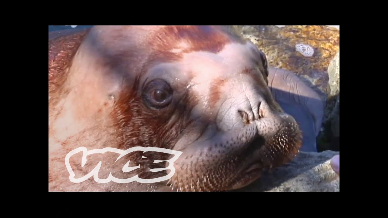 Cute Baby Walrus! | The Cute Show