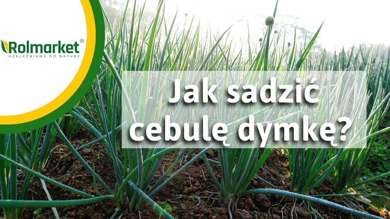 Cebula dymka - uprawa krok po kroku. Jaką cebulę wybierać? Jak sadzić cebulę dymkę? | Rolmarket.pl