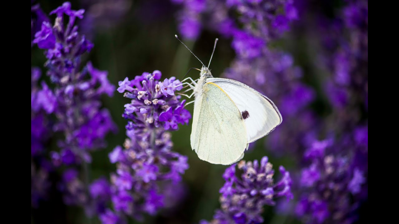 Castle Farm Sustainability and Conservation for Visit Kent - Impact Heroes