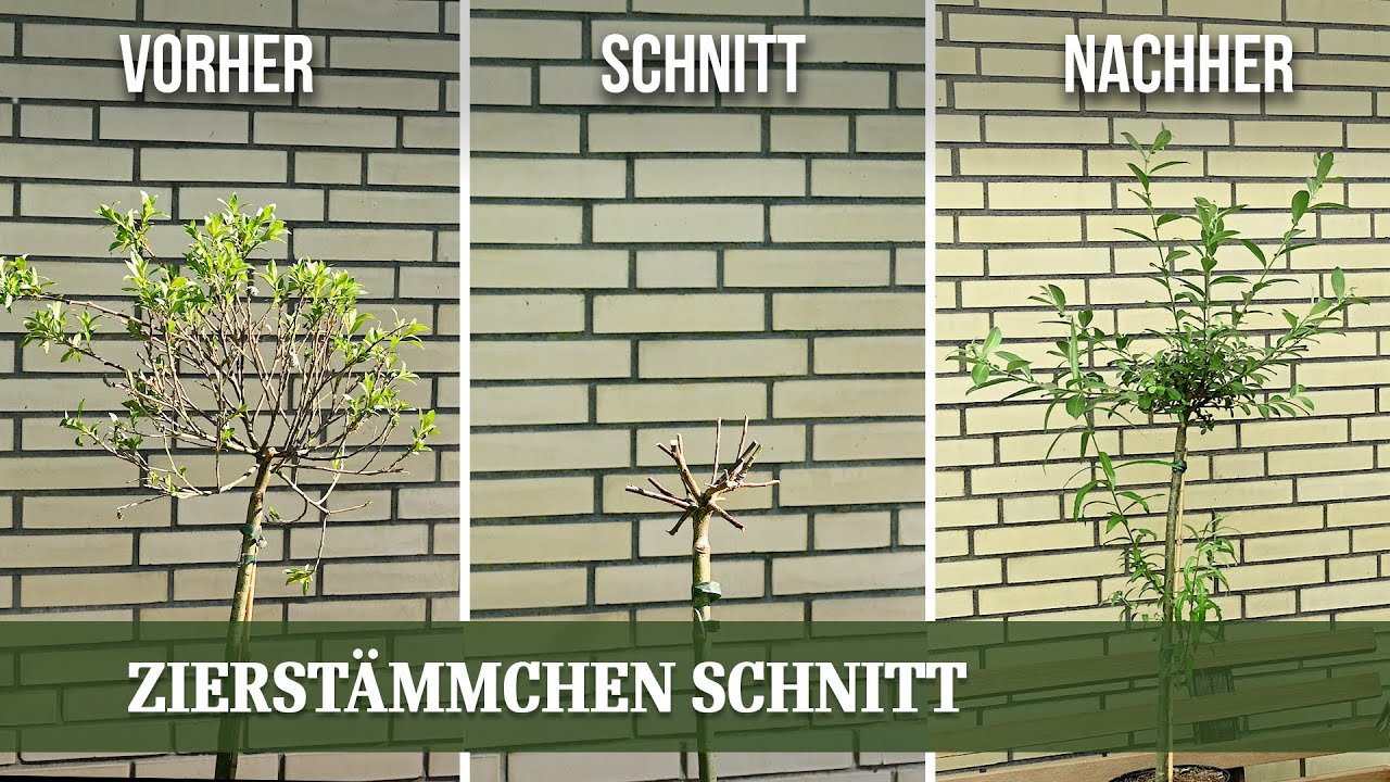 Zierstämmchen richtig zurückschneiden - für eine buschige Krone