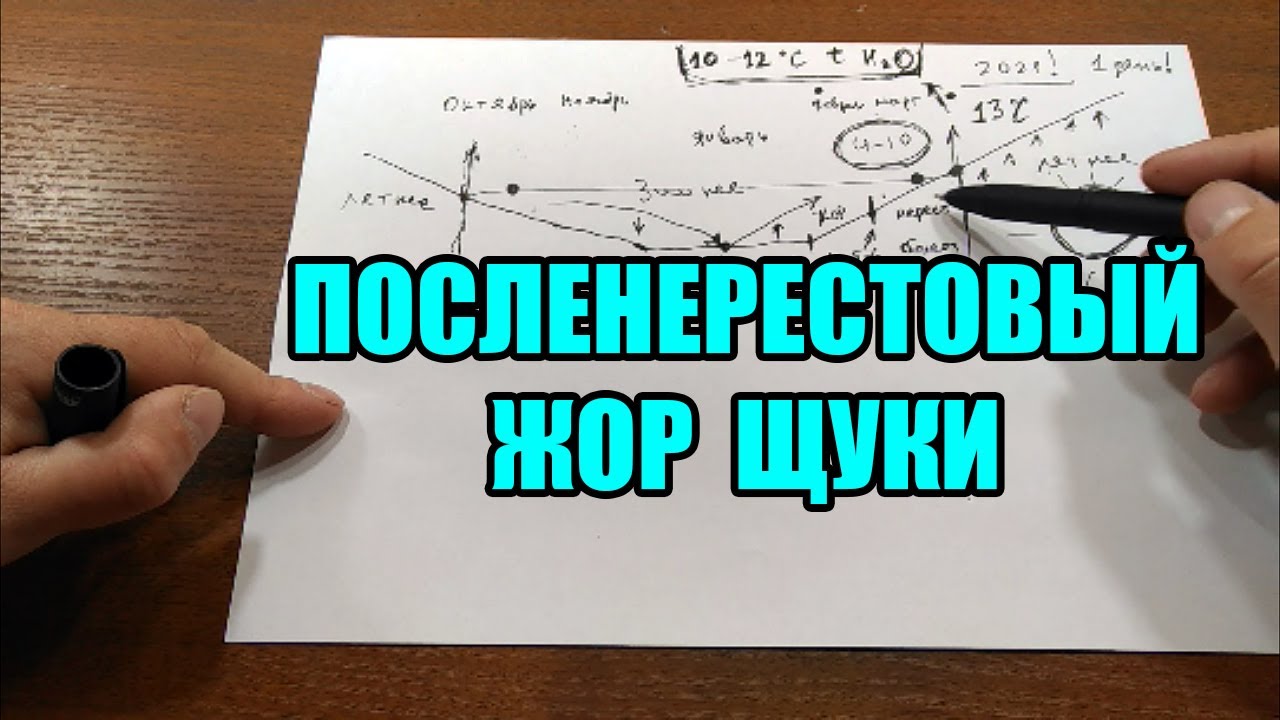 Посленерестовый жор щуки. Когда будет клевать щука весной?