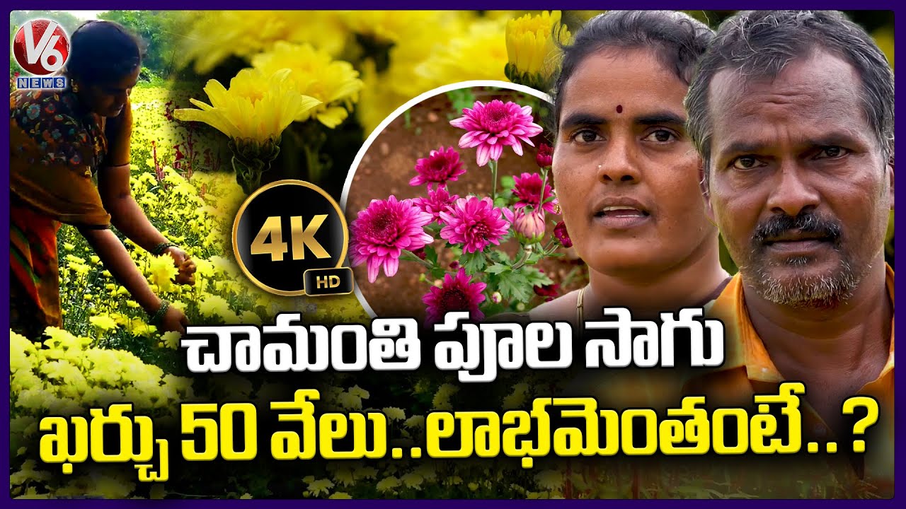 Chamanthi (Chrysanthemum) Flower Cultivation | Ranga Reddy District | 4K Video | V6 News