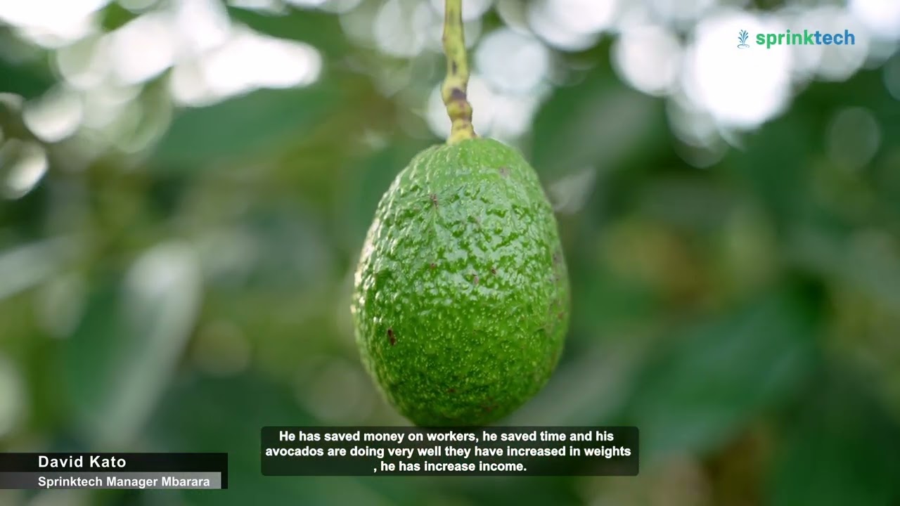Drip Irrigation  System for Hass Avocado at Kyera Farm in Isingiro District