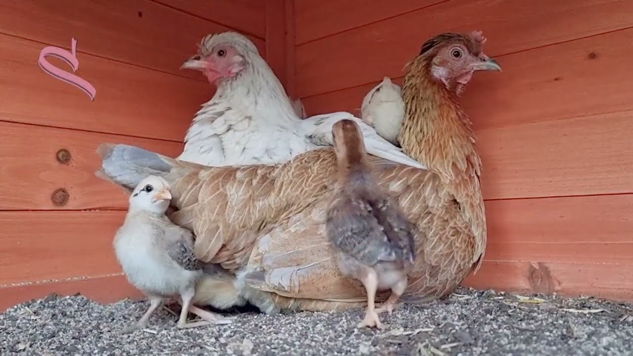 Hens raising babies together. Co Parents  ❤️