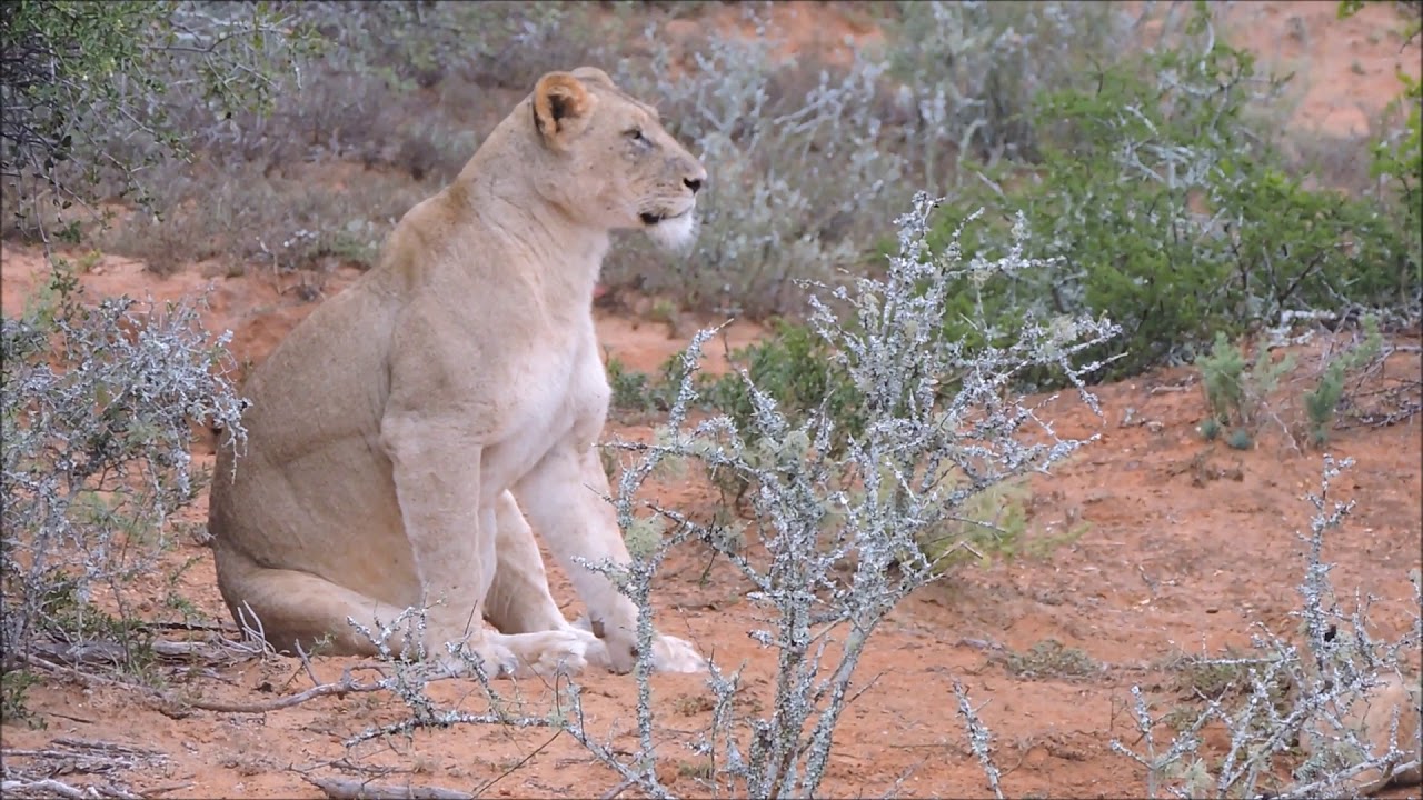 Tiny lion cubs hanging out with mom and suckling