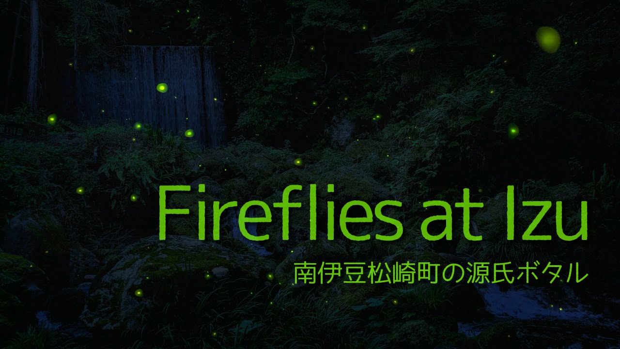 [ 4K Ultra HD ] 南伊豆松崎町の源氏ボタル Fireflies at Izu (Shot in 4K with Samsung NX1)