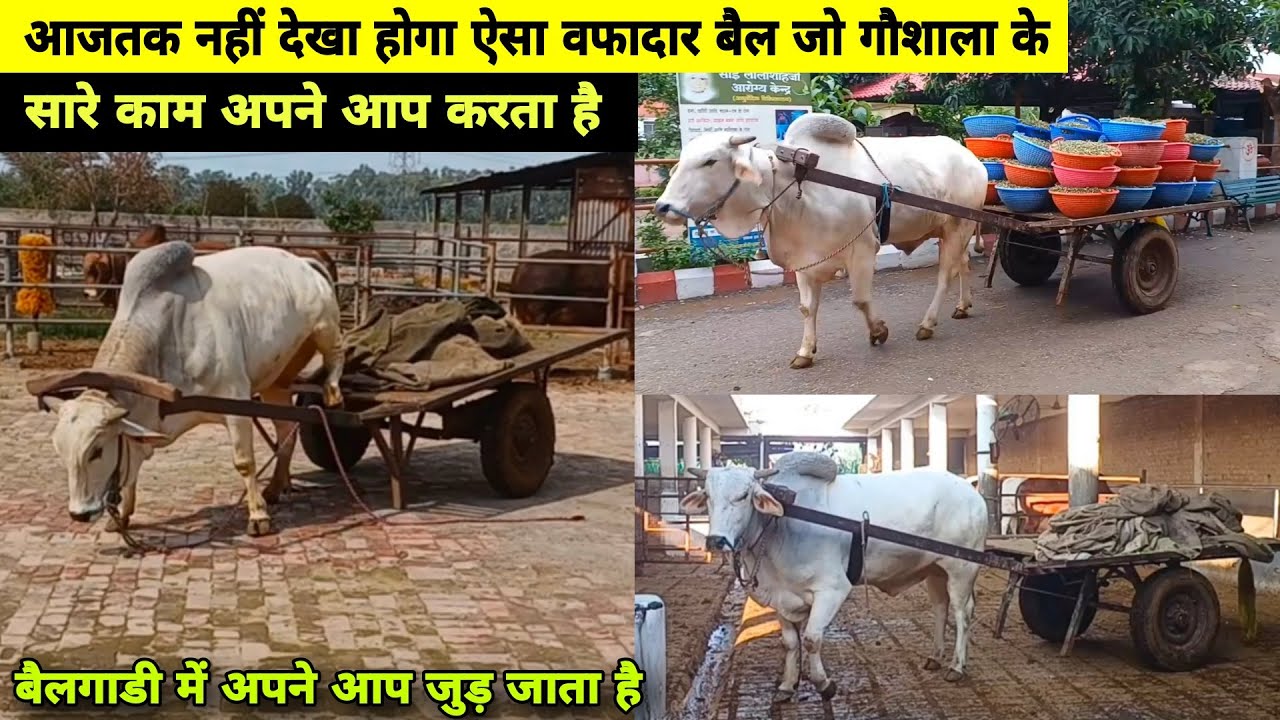 दुनिया का सबसे वफादार बैल जो गौशाला के सारे काम अपने आप करता है 😯 #बैलगाडी में अपने आप जुड़ता है #ox