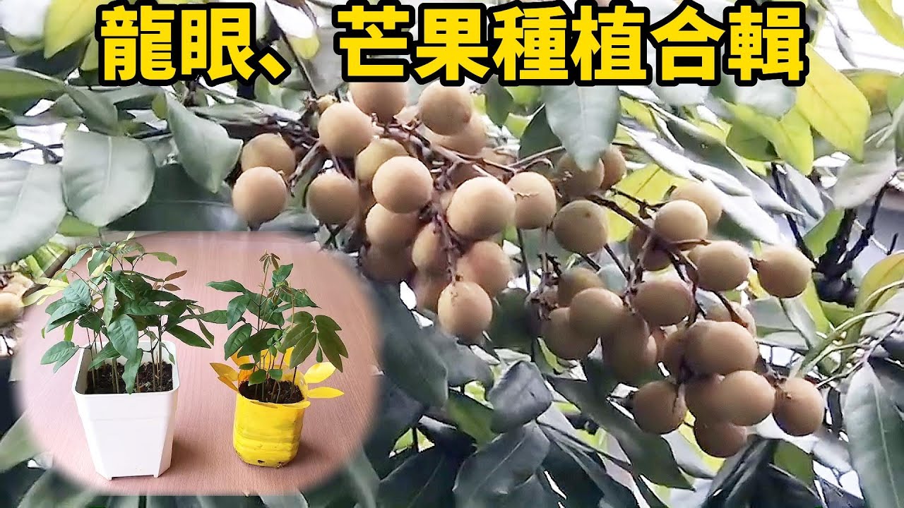 龍眼、芒果種植合輯 | Longan and mango planting collection