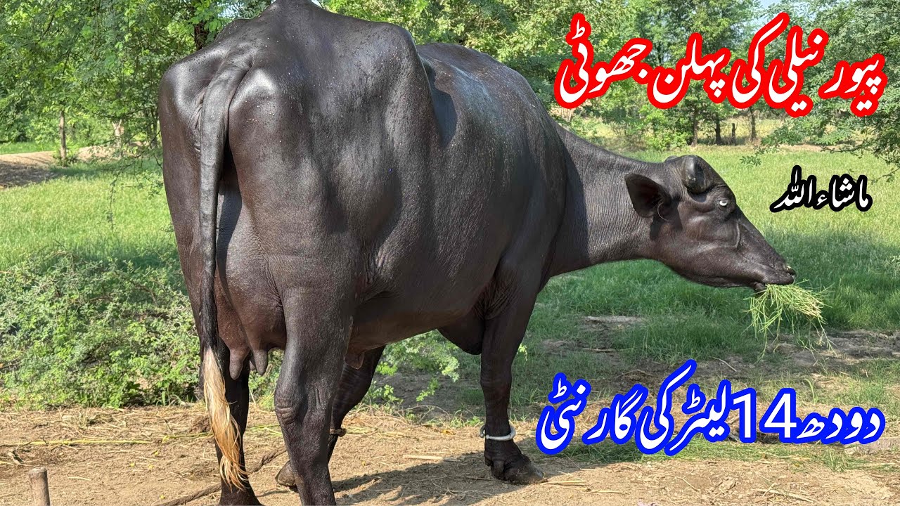 پیورنیلی کی پہلن جھوٹی براۓ فروخت25 نومبر | 1st Timer Top Nilli High Milking Buffalo for sale 