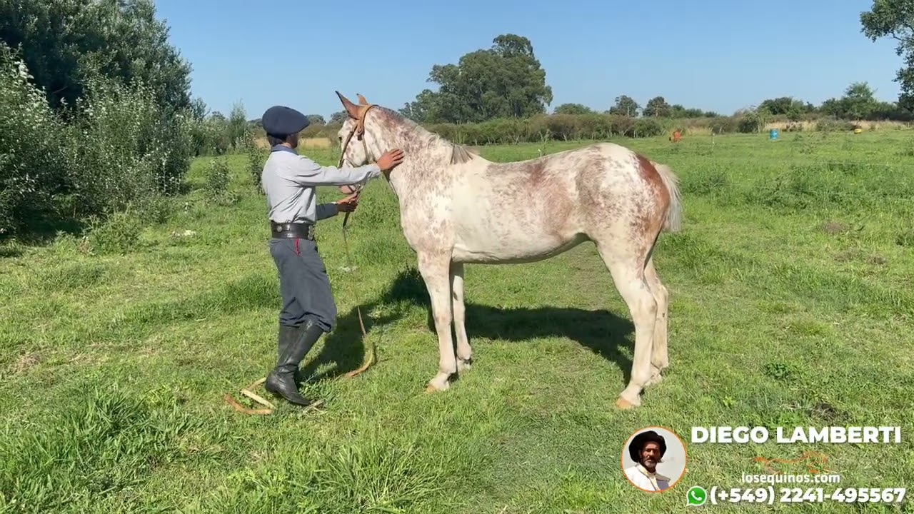 Caballo overo manso garantido y funcional - $3.000.000 - LOSEQUINOS.COM