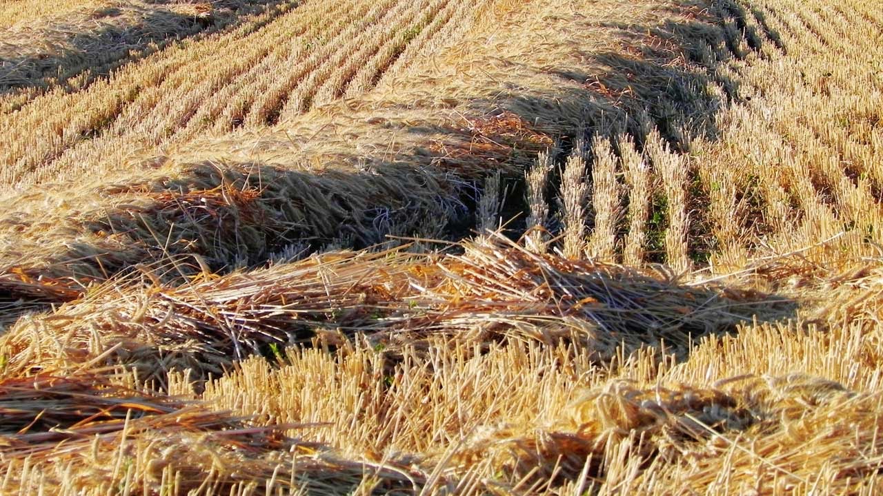 Chemistry of Beer - Unit 4 - Brewmasters' Corner: Malting and Kilning II
