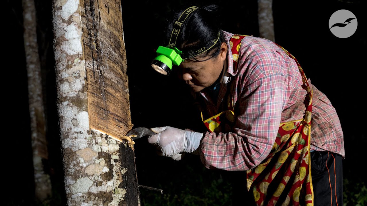 Some of Thailand’s rubber farmers strive to go green