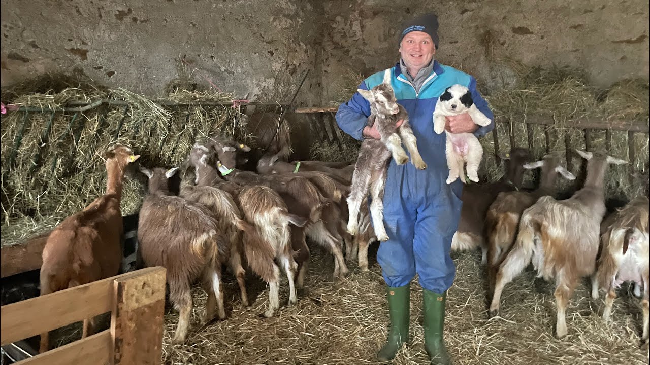 Allevamento “La Ciabro Sarvajo”di Gidio Tallone capre razza Bionda dell’Adamello