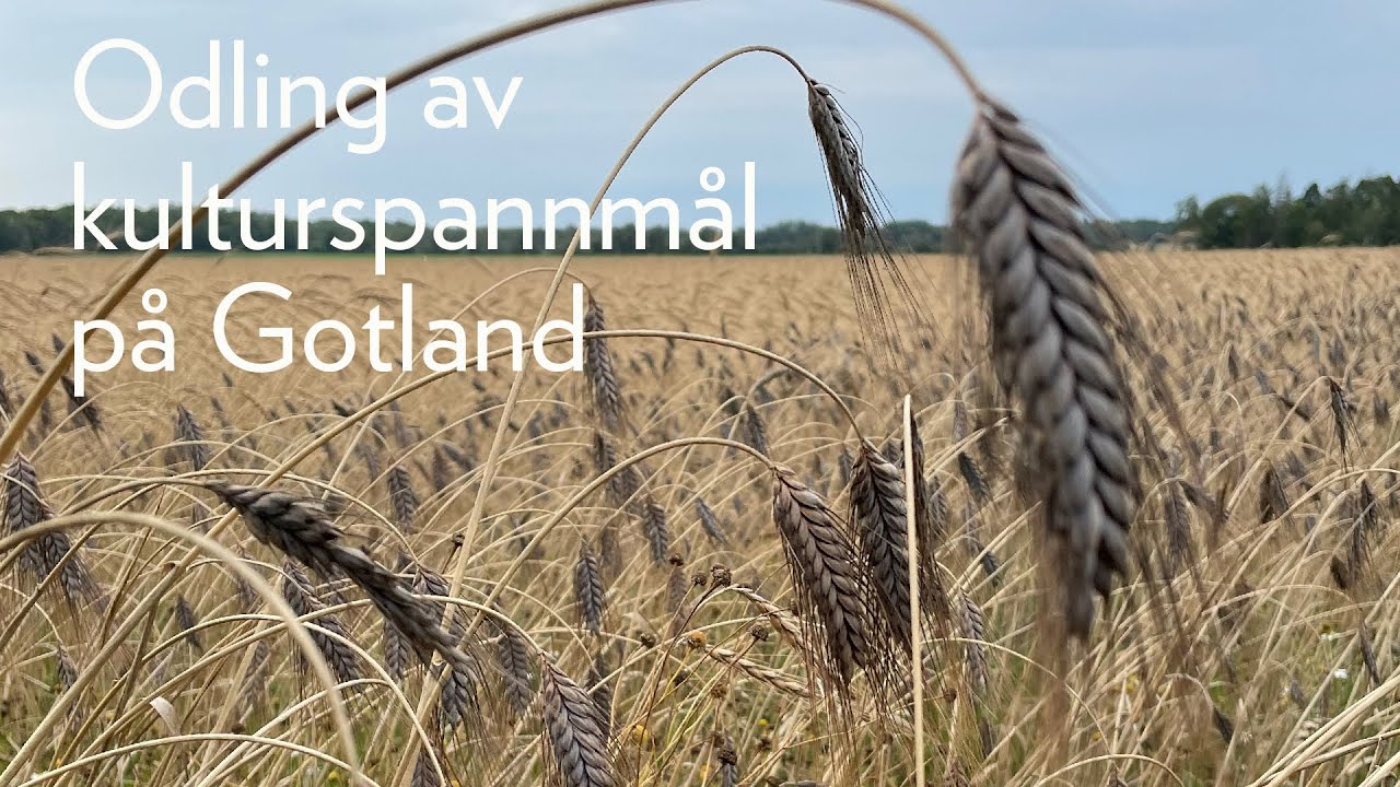 Odling av kulturspannmål på Gotland