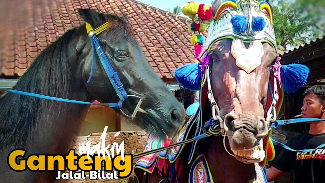 KUDA RENGGONG JALAL BILAL MAKIN TAMPAN