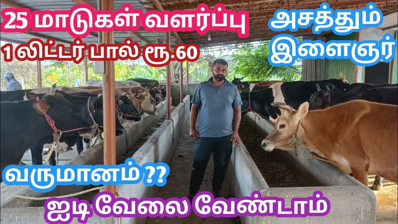 IT வேலை வேண்டாம் 25 கறவை மாடுகள் வளர்ப்பு | மாடு வளர்த்தால் இப்படிதான் மாடுகள் வளர்க்க வேண்டும்