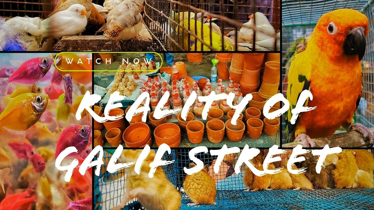 REALITY OF GALIFF STREET PET MARKET #birds #birdsmarket #birdcare #parrotbreeding #budgies