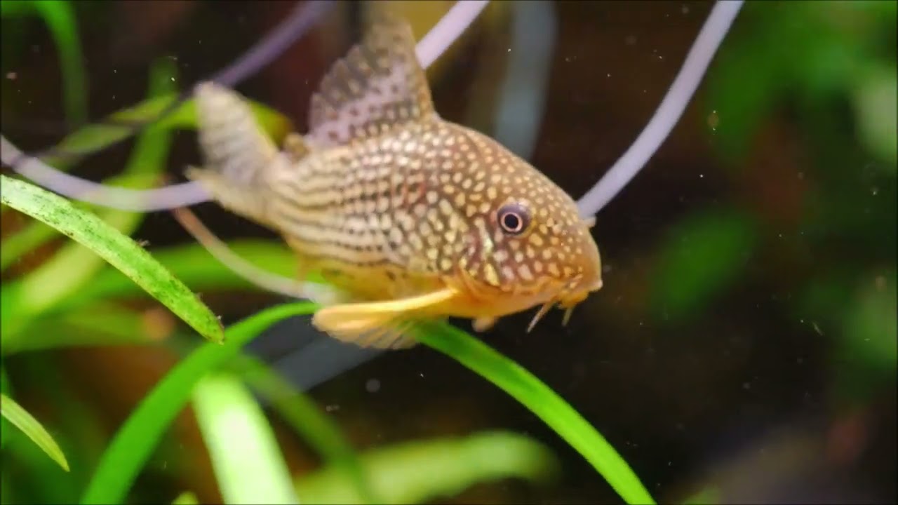 481. Corydoras sterbai; Kirysek sterby składa ikrę.
