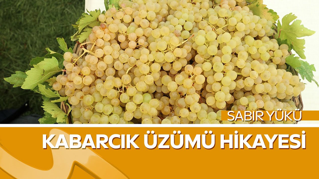 Sabır Yükü | Mehmet Kabak’ın Kabarcık Üzümü Hikayesi | Budaklı Mahallesi