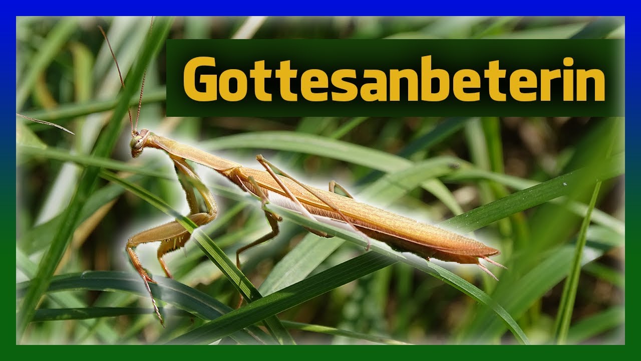 Gottesanbeterin in Deutschland - Schön gefährliche Partnerschaft