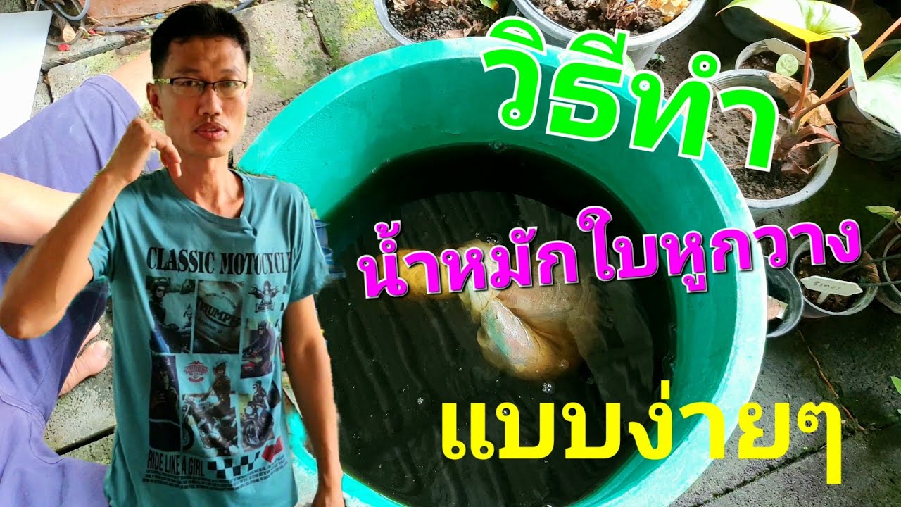 วิธีทำน้ำหมักใบหูกวางแบบง่ายๆ