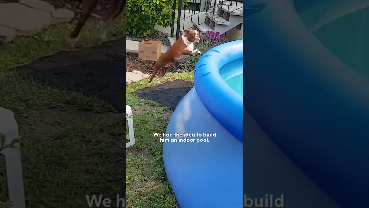 This Pup Is SO Obsessed With His Pool | The Dodo