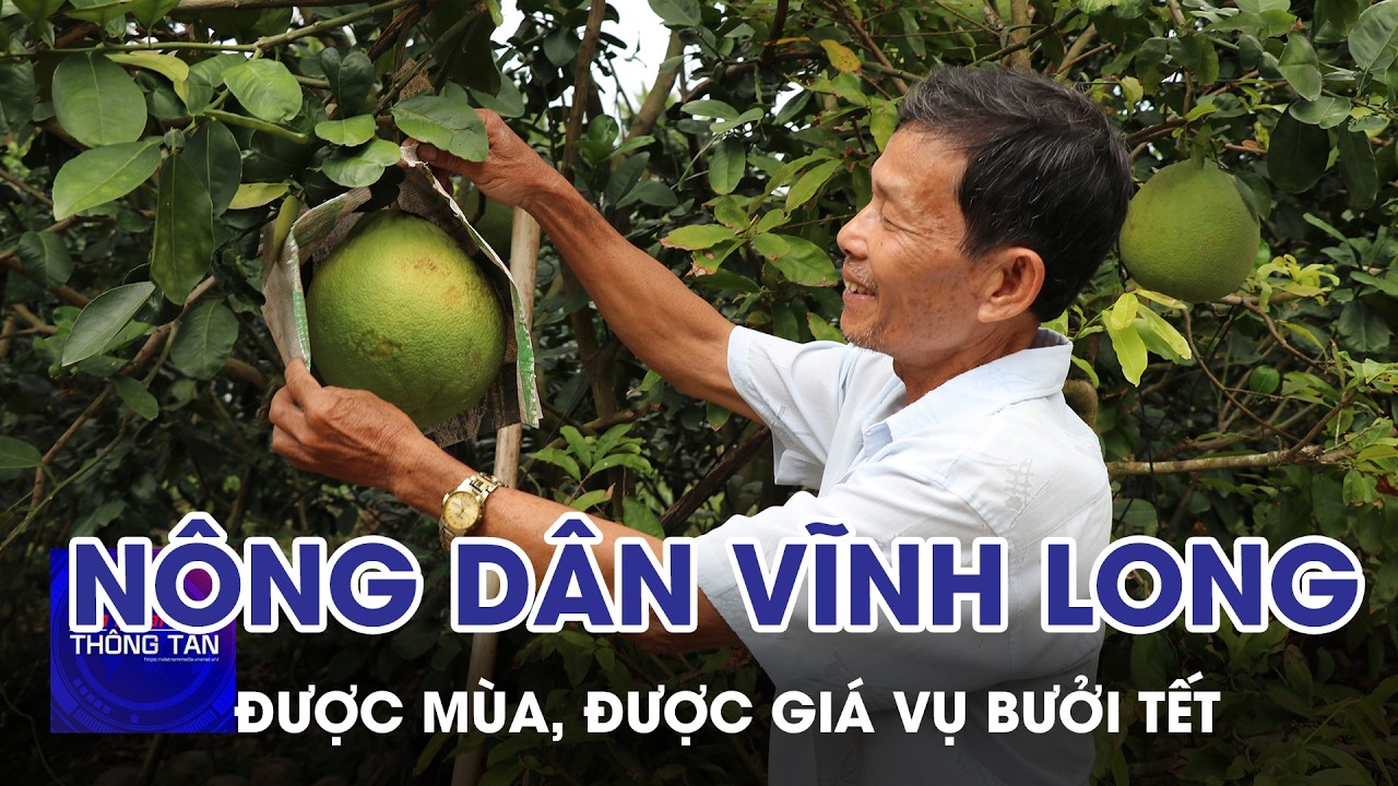 Nông dân Vĩnh Long được mùa, được giá vụ bưởi Tết | Tin nhanh Thông tấn
