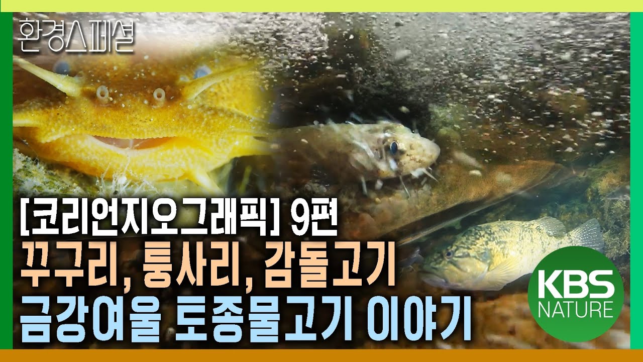 꾸구리, 퉁사리, 감돌고기, 금강여울 토종물고기 이야기  [코리언지오그래픽-9편 금강여울은 머물지 않는다] / KBS 20141204 방송