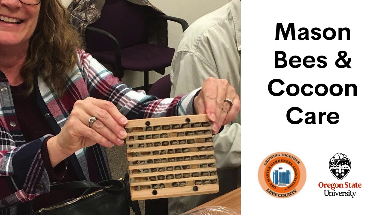 Mason Bee Care & Cocoon Cleaning