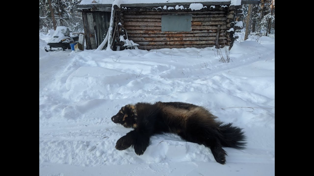 Trapping in Alaska 2020, Part 5 (Final)