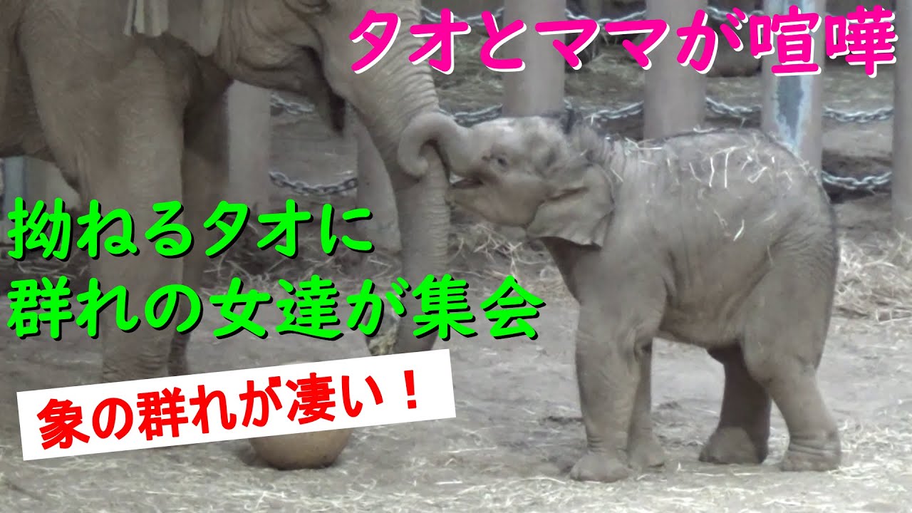 ママと喧嘩したタオが拗ねて🐘群れの女たちが集会　長老シュテインの存在感　象の群れがすごい！1月20日【アジア象の群れ：円山タオちゃん物語No.16】