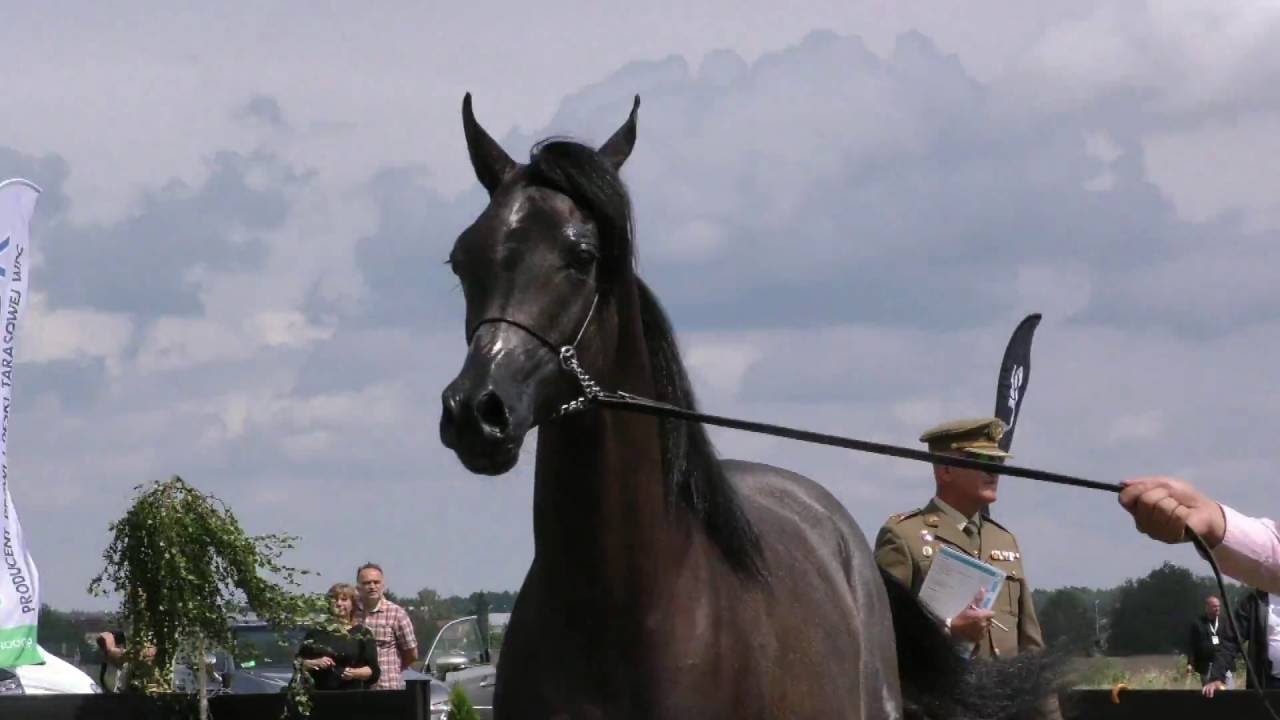 ENHORABUENA, Arabian mare, Radom show 2016