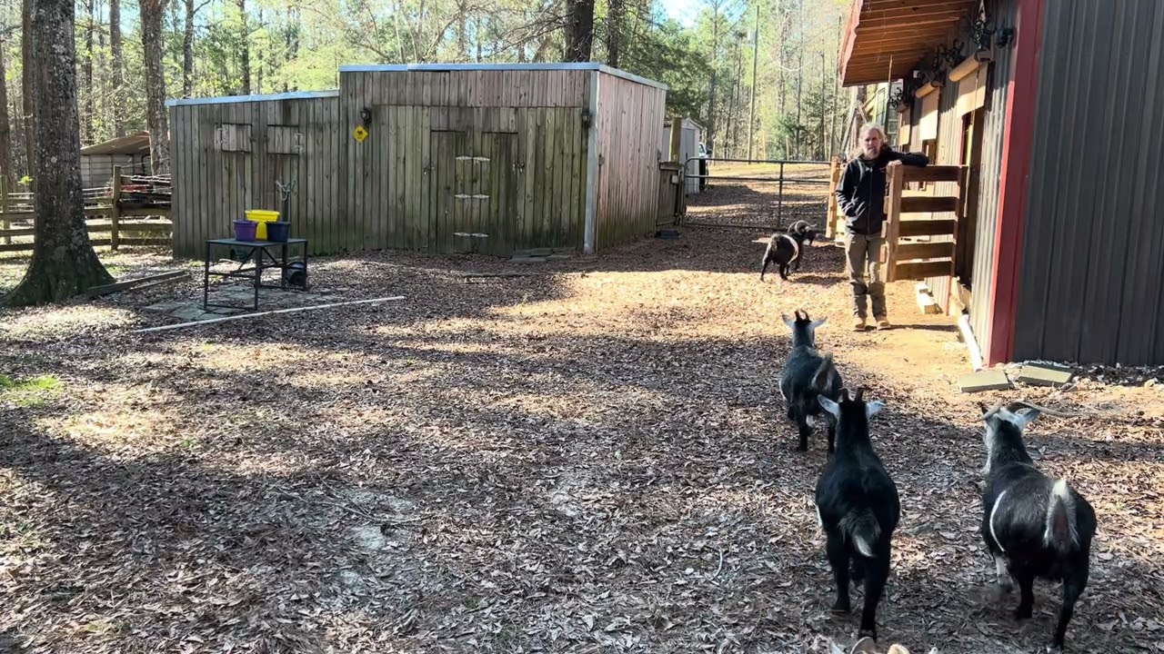 Cold Monday evening goat feeding 