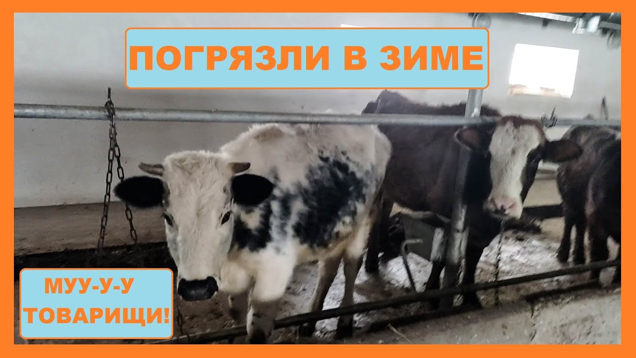 Будни на ферме: Электропастух зимой, вода замерзла, коровы в навозе.