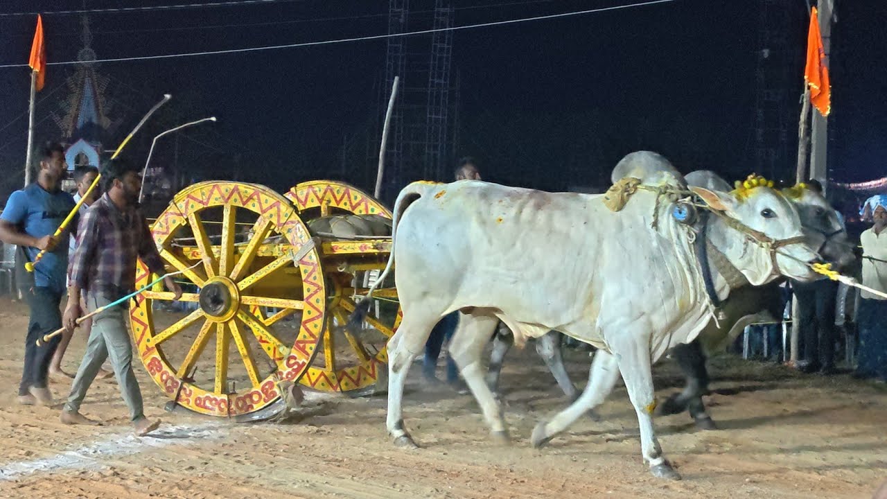 2026-సోపిరాల.పూటి బండి సీనియర్స్.10వ జత.తుమాటి వీరయ్య చౌదరి మెమోరియల్ NK BULLS నల్లూరి కృష్ణయ్య