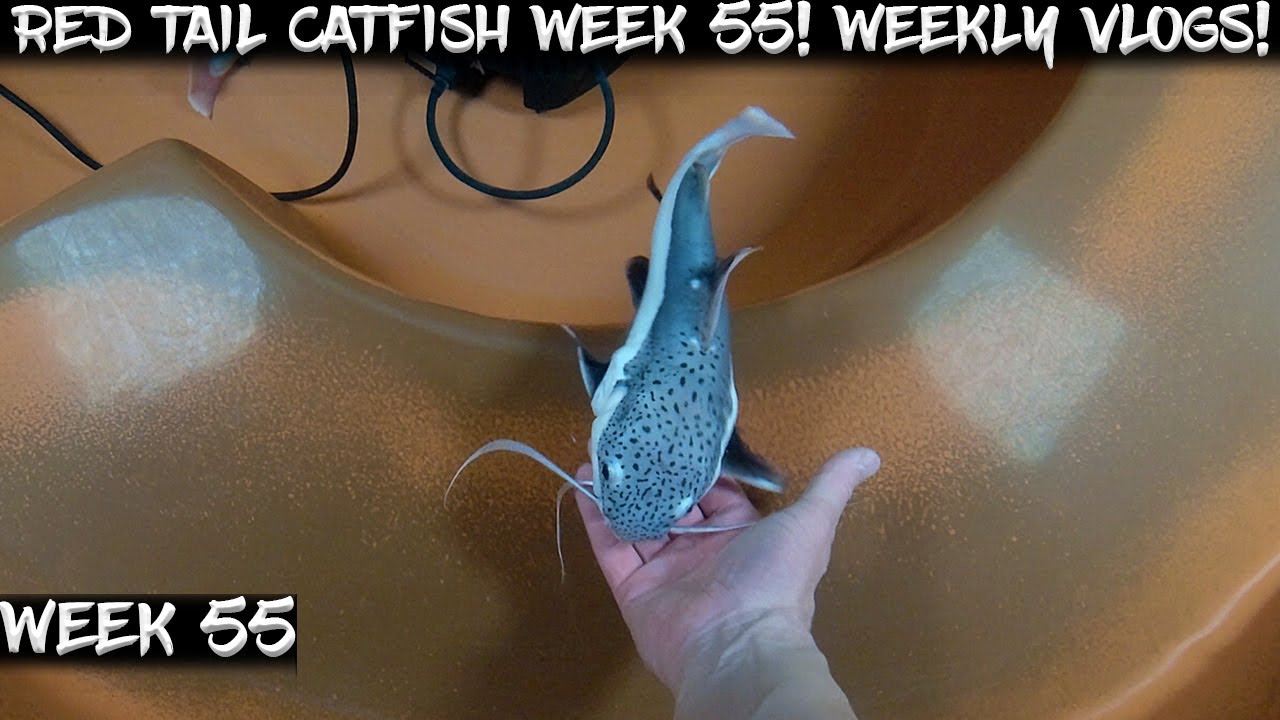 Week 55 - Weekly Red Tail Catfish Vlog!  Watch Us Grow!