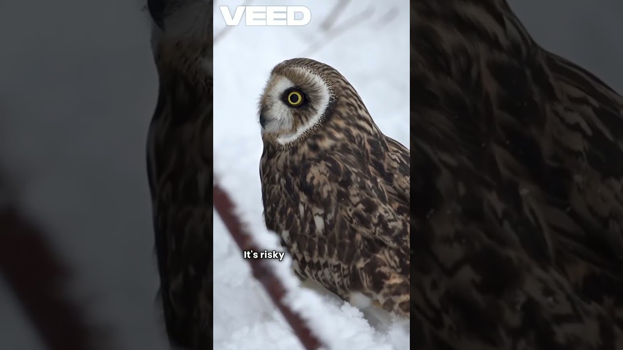 Wild & Weird Animal Quiz 🐠🦘