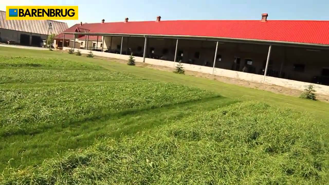 Barenbrug Trawy