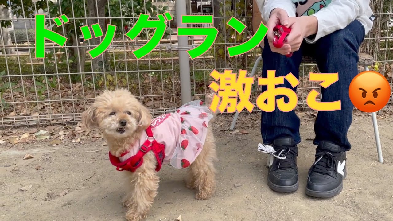 【続編】初めてのお預かりに密着！ドッグランで激おこからのドヤ顔が可愛いトイプードル