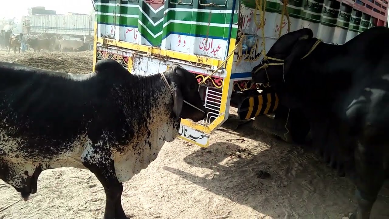 Multan Cow Mandi 2-