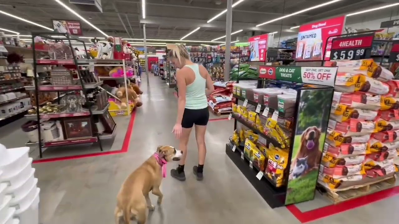 2yr old Pit Bull Mix “Trumper” | Port St Lucie Dog Trainers | Treasure Coast Dog Trainers