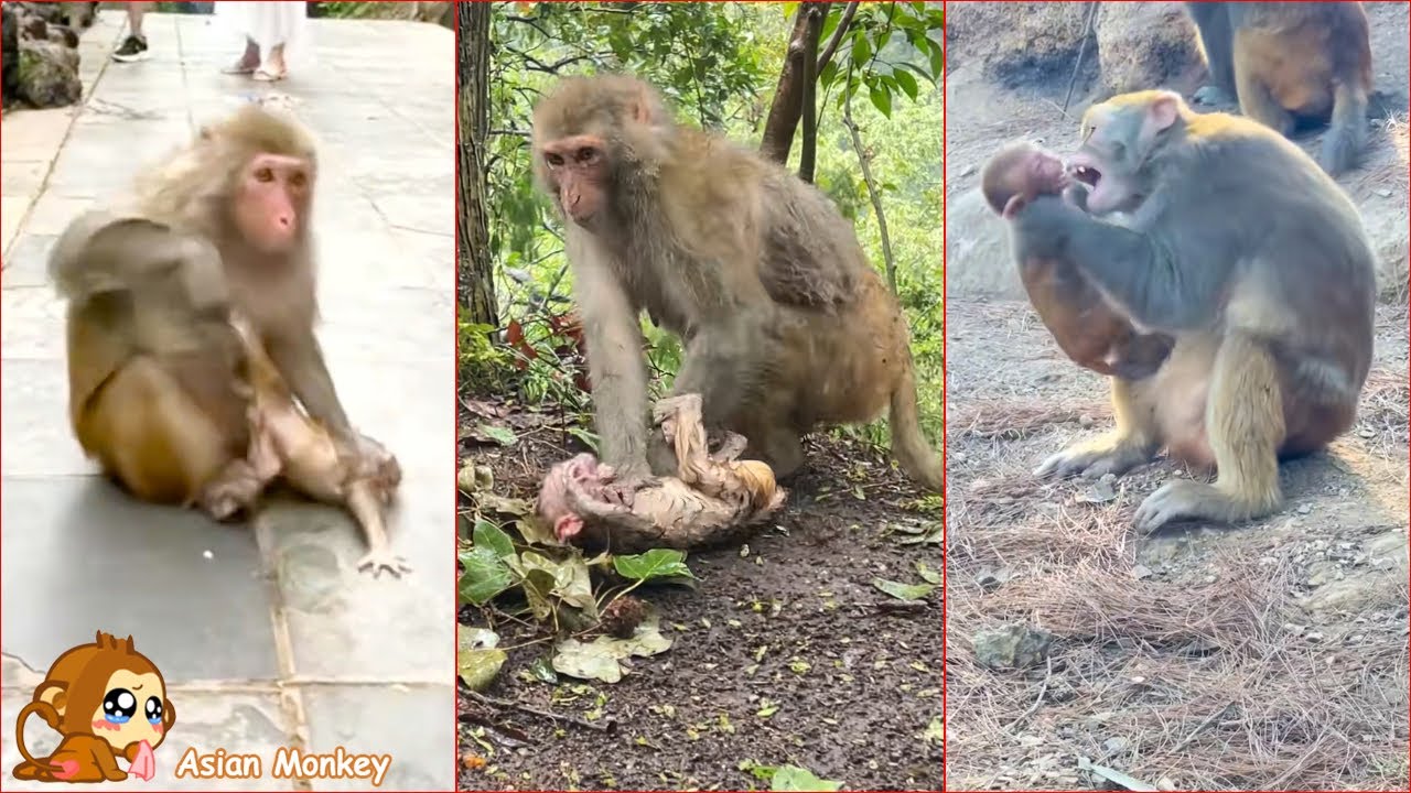 The mother monkey wanted to stay away from her baby, and the baby monkey cried loudly.