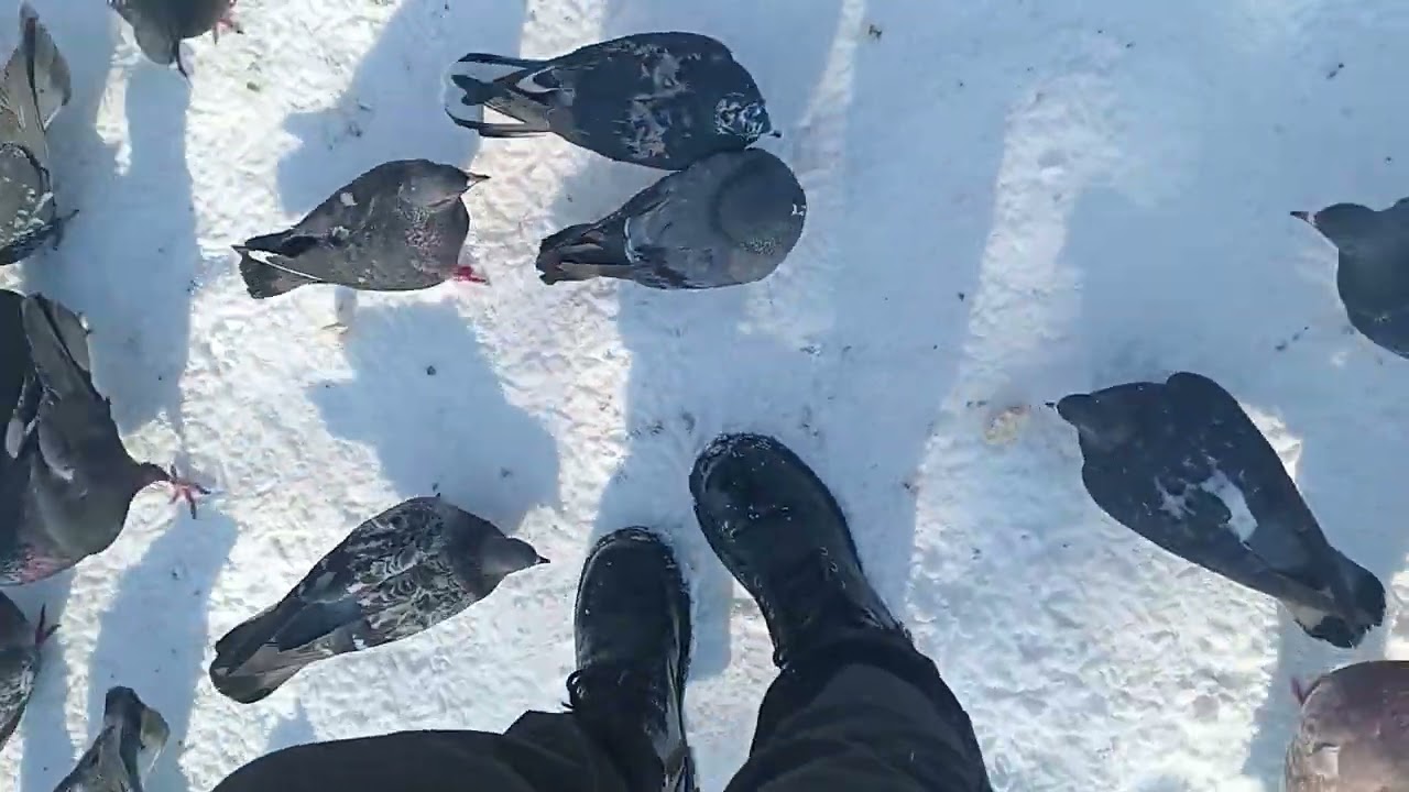 Сходила  на новую  почту Накормила голубей 😍