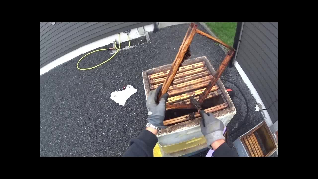Smelting av bivoks med dampvasker