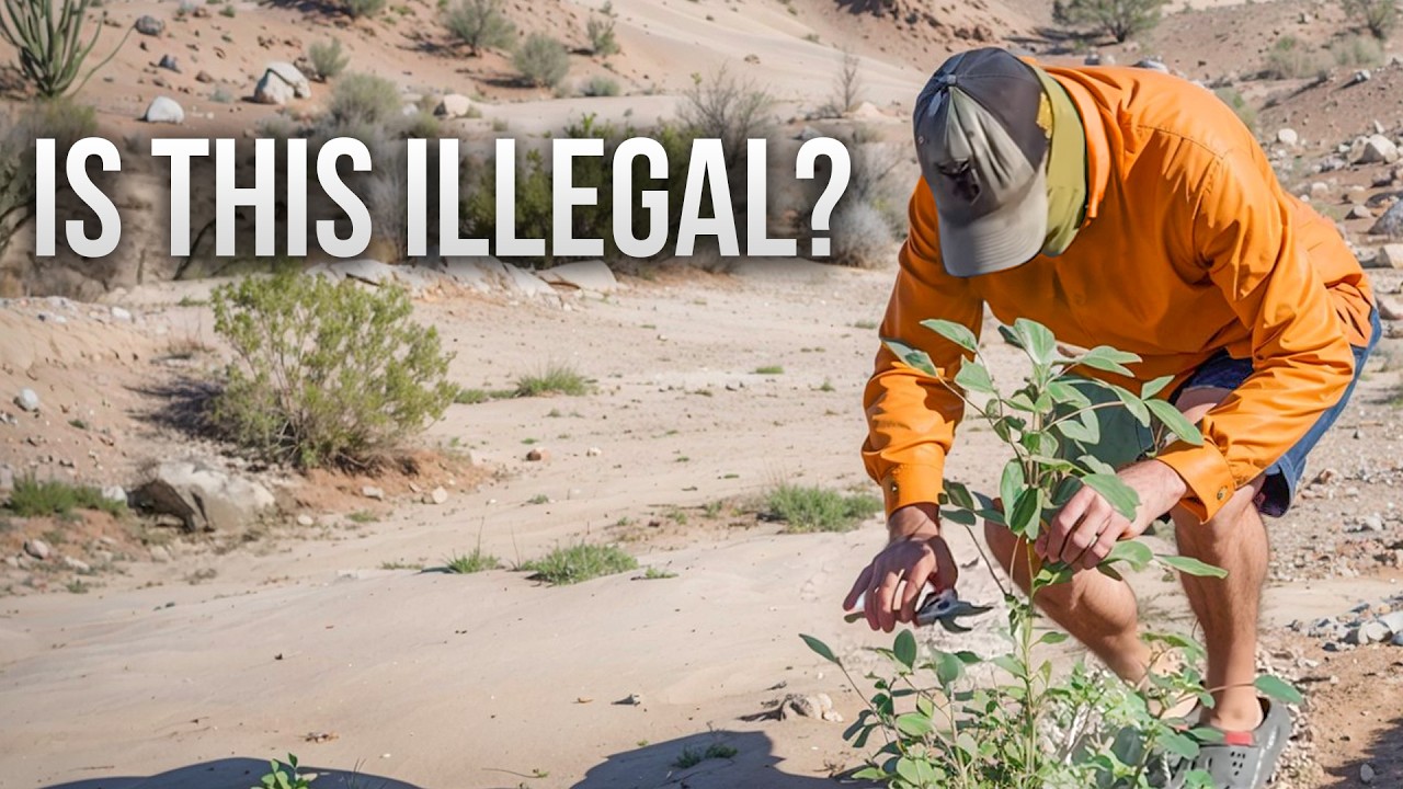 Farmers Hate This Plant—But It’s Saving My Desert Ranch