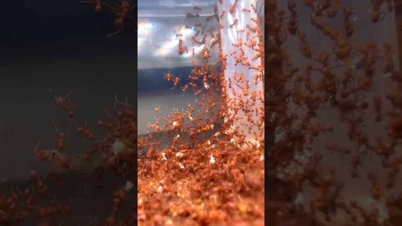 BAD NEWS About My Desert Leaf Cutter Ants