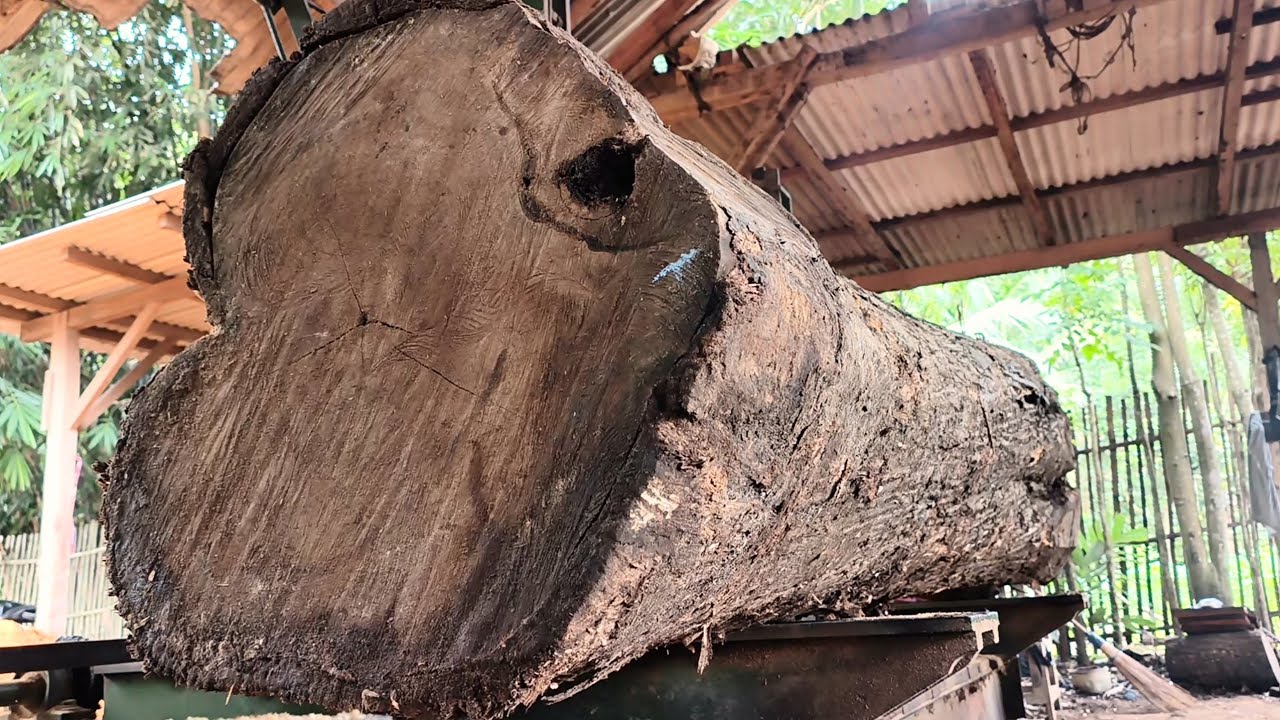 From the Giant Tree Trunk that tests patience || Excellent compétences in sawing logs 