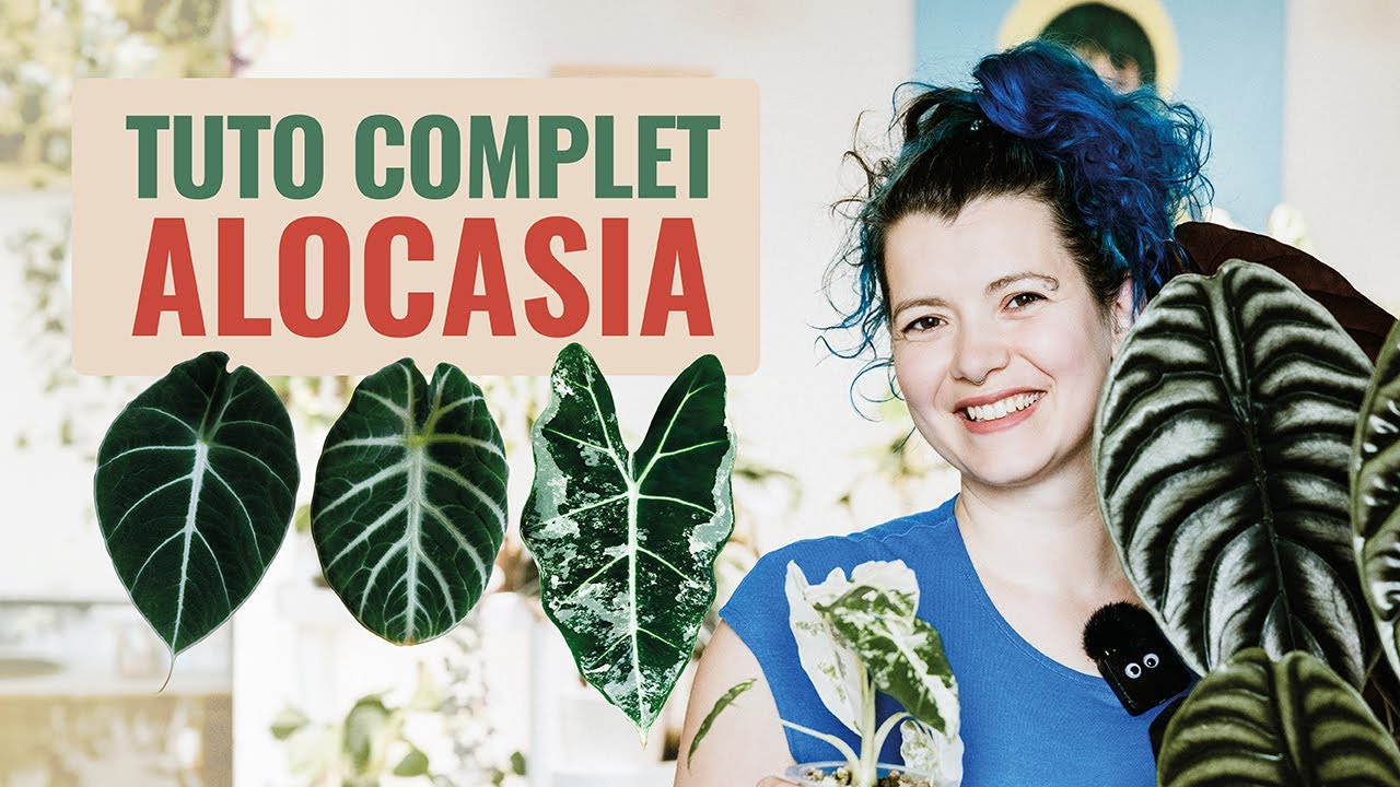 🪴 Comment on s'occupe d'un Alocasia ? Tous mes secrets ! 🤫 🌱