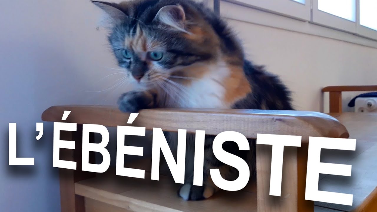 L&rsquo;&Eacute;B&Eacute;NISTE - PAROLE DE CHAT