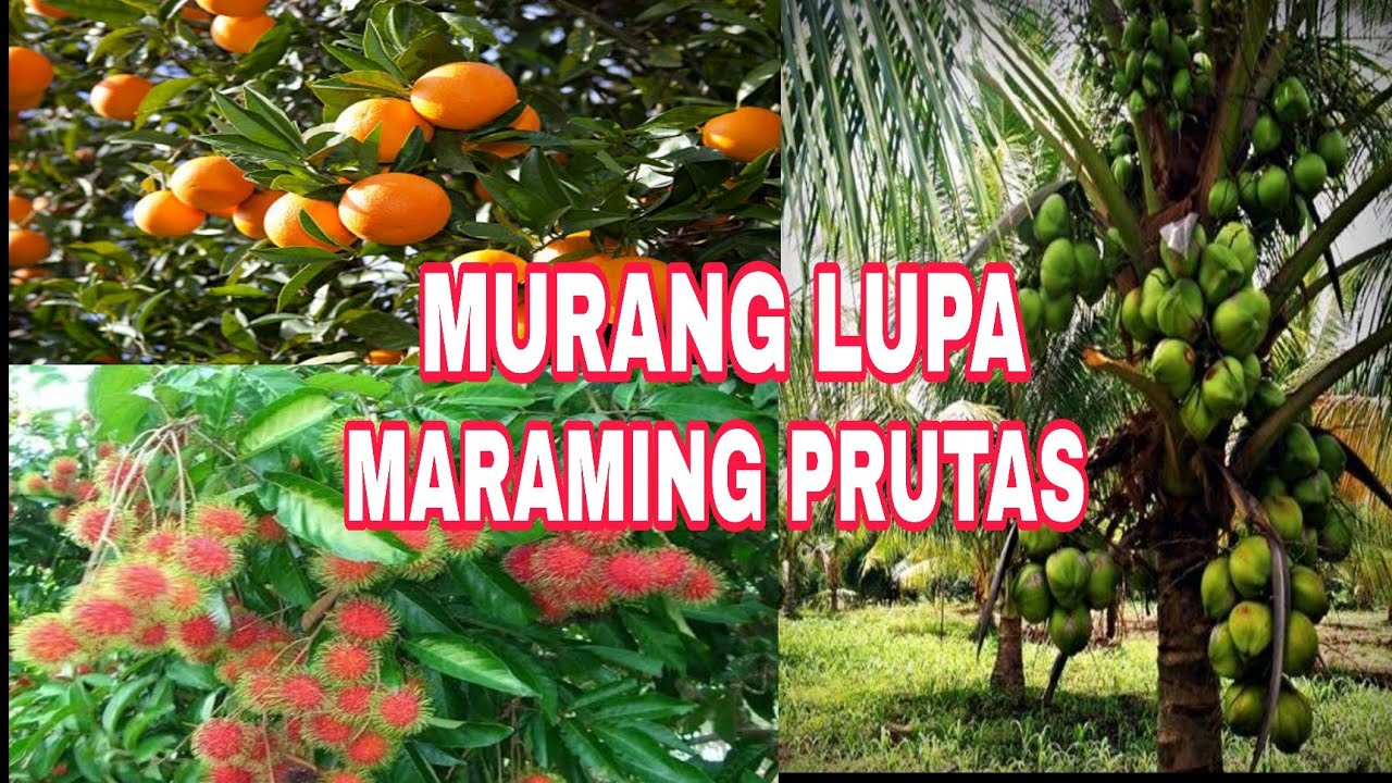 #805 #FARM LOT MARAMING PRUTAS
